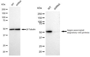 KD-Validated Anti Angio associated migratory cell protein Antibody, clone 23GB1885, Rabbit Monoclonal clone 23GB1885, recombinant rabbit monoclonal, expressed in HEK293 cells