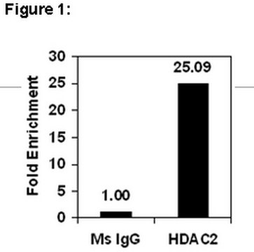 ChIPAb+ HDAC2 - ChIP Validated Antibody and Primer Set from mouse