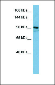 Anti-FAM62B antibody produced in rabbit affinity isolated antibody