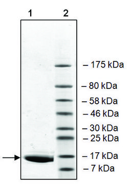 BRD2 (65-187) His tag human recombinant, expressed in E. coli, &#8805;90% (SDS-PAGE)