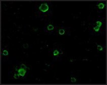 Anti-TACE antibody produced in rabbit affinity isolated antibody, buffered aqueous solution
