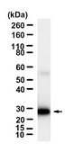 Anti-CD40 Antibody, clone 2E20 ZooMAb® Rabbit Monoclonal recombinant, expressed in HEK 293 cells