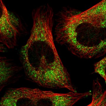 Anti-FXR1 antibody produced in rabbit Prestige Antibodies&#174; Powered by Atlas Antibodies, affinity isolated antibody