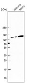 Anti-JADE1 antibody produced in rabbit affinity isolated antibody, buffered aqueous glycerol solution