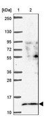 Anti-SF3B5 antibody produced in rabbit Prestige Antibodies® Powered by Atlas Antibodies, affinity isolated antibody, buffered aqueous glycerol solution