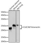 Anti-CLEC3B/Tetranectin antibody produced in rabbit
