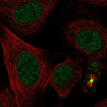 Anti-L3Mbtl1 Antibody Produced In Rabbit Prestige Antibodies&#174; Powered by Atlas Antibodies, affinity isolated antibody, buffered aqueous glycerol solution