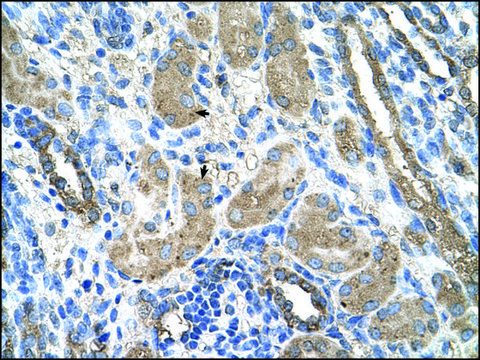 Anti-CYP2D6 antibody produced in rabbit IgG fraction of antiserum