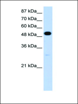 Anti-NOVA2 antibody produced in rabbit IgG fraction of antiserum