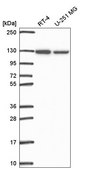Anti-SRRT antibody produced in rabbit Prestige Antibodies® Powered by Atlas Antibodies, affinity isolated antibody