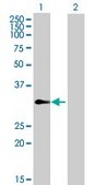 Anti-TCEAL4 antibody produced in mouse IgG fraction of antiserum, buffered aqueous solution