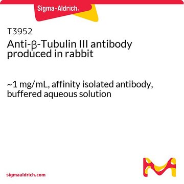 抗-&#946;-微管蛋白III 兔抗 ~1&#160;mg/mL, affinity isolated antibody, buffered aqueous solution