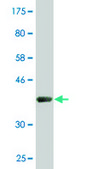 Monoclonal Anti-POLR2J antibody produced in mouse clone 1A10, purified immunoglobulin, buffered aqueous solution