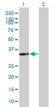 Anti-XRCC2 antibody produced in rabbit purified immunoglobulin, buffered aqueous solution