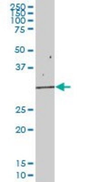 Anti-EIF2B1 antibody produced in mouse IgG fraction of antiserum, buffered aqueous solution