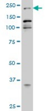 Monoclonal Anti-EP300 antibody produced in mouse clone 1D2, ascites fluid