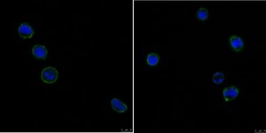 Anti-CD31/PECAM-1.3 Antibody, clone MBC 78.3 clone MBC 78.3, from mouse