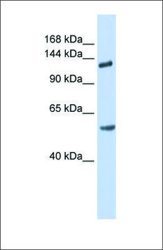 Anti-ROBO2 antibody produced in rabbit affinity isolated antibody