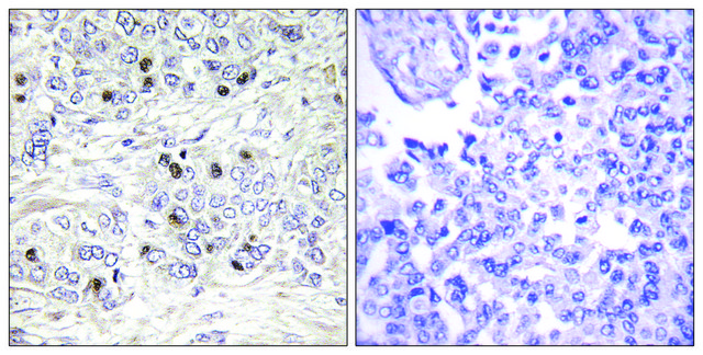 Anti-TEAD2 antibody produced in rabbit affinity isolated antibody