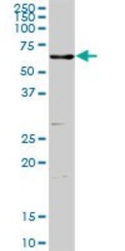 Anti-ENTPD3 antibody produced in rabbit purified immunoglobulin, buffered aqueous solution