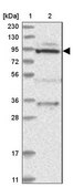 Anti-MTO1 antibody produced in rabbit Prestige Antibodies® Powered by Atlas Antibodies, affinity isolated antibody, buffered aqueous glycerol solution, ab2