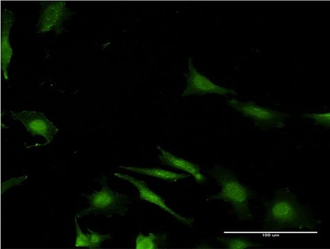 Monoclonal Anti-WBP2 antibody produced in mouse clone 3B1, purified immunoglobulin, buffered aqueous solution