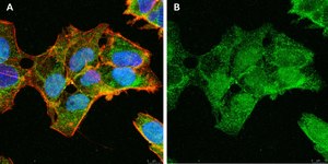 Anti-ULBP-3 Antibody, clone 3C10 ZooMAb® Rabbit Monoclonal recombinant, expressed in HEK 293 cells
