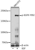 Anti-Phospho-EGFR-Y992 antibody produced in rabbit