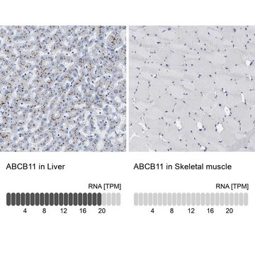 Anti-ABCB11 antibody produced in rabbit Prestige Antibodies&#174; Powered by Atlas Antibodies, affinity isolated antibody, buffered aqueous glycerol solution