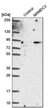 抗-MAMDC2 兔抗 Prestige Antibodies&#174; Powered by Atlas Antibodies, affinity isolated antibody, buffered aqueous glycerol solution, Ab1