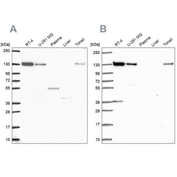 Anti-CAND1 antibody produced in rabbit Prestige Antibodies&#174; Powered by Atlas Antibodies, affinity isolated antibody