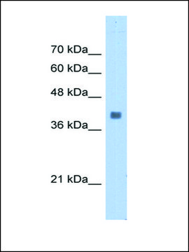 Anti-ALDOA antibody produced in rabbit IgG fraction of antiserum