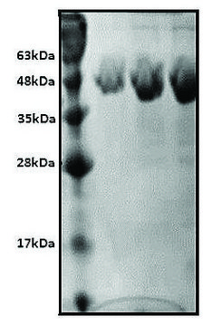 Oxalate Decarboxylase recombinant, expressed in HEK 293 cells, &#8805;98% (SDS-PAGE)