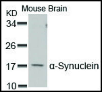 Anti-SNCA (Ab-129) antibody produced in rabbit affinity isolated antibody