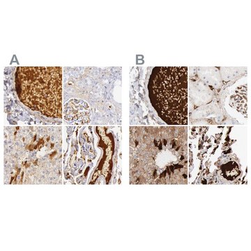 Anti-C4BPA antibody produced in rabbit Ab2, Prestige Antibodies&#174; Powered by Atlas Antibodies, affinity isolated antibody, buffered aqueous glycerol solution