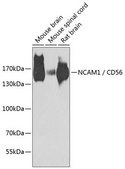 Anti-NCAM1/CD56 antibody produced in rabbit