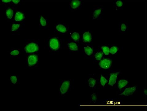 Monoclonal Anti-USP14 antibody produced in mouse clone 6D6, purified immunoglobulin, buffered aqueous solution