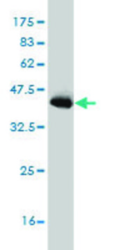 Monoclonal Anti-PIAS3 antibody produced in mouse clone 4F12, purified immunoglobulin, buffered aqueous solution