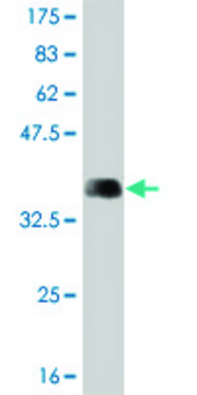 Monoclonal Anti-ARHGEF1, (C-terminal) antibody produced in mouse clone 1H4, purified immunoglobulin, buffered aqueous solution