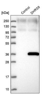 Anti-DHRS9 antibody produced in rabbit Prestige Antibodies&#174; Powered by Atlas Antibodies, affinity isolated antibody, buffered aqueous glycerol solution