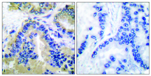 Anti-CASP10 antibody produced in rabbit affinity isolated antibody