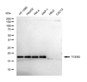 KD-Validated Anti TCEB2 Antibody, clone 23GB5610, Rabbit Monoclonal clone 23GB5610, recombinant rabbit monoclonal, expressed in HEK293 cells