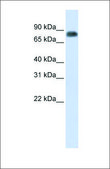 Anti-MST1 antibody produced in rabbit affinity isolated antibody