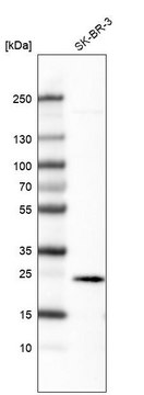 Monoclonal Anti-EFNA1 antibody produced in mouse Prestige Antibodies&#174; Powered by Atlas Antibodies, clone CL6501, purified immunoglobulin, buffered aqueous glycerol solution