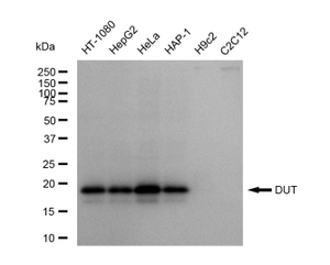 KD-Validated Anti DUT Antibody, clone 23GB5240, Rabbit Monoclonal clone 23GB5240, recombinant rabbit monoclonal, expressed in HEK293 cells