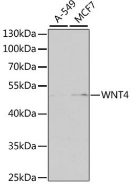 Anti-WNT4 antibody produced in rabbit