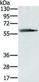 Anti-SLC29A4 affinity isolated antibody
