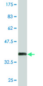 Monoclonal Anti-PHF7 antibody produced in mouse clone 1E9, purified immunoglobulin, buffered aqueous solution