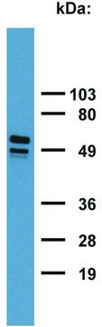 Monoclonal Anti-Cytokeratin 7/17 antibody produced in mouse clone C-46