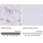 Anti-UMOD antibody produced in rabbit Prestige Antibodies® Powered by Atlas Antibodies, affinity isolated antibody, buffered aqueous glycerol solution